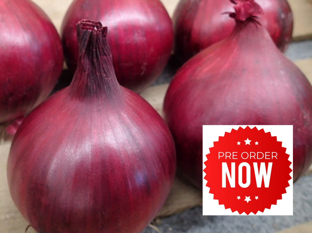 PRE-ORDER 10% OFF - Red Onion Plug Plants "Grow Your Own" Vegetables **Letterbox Friendly**