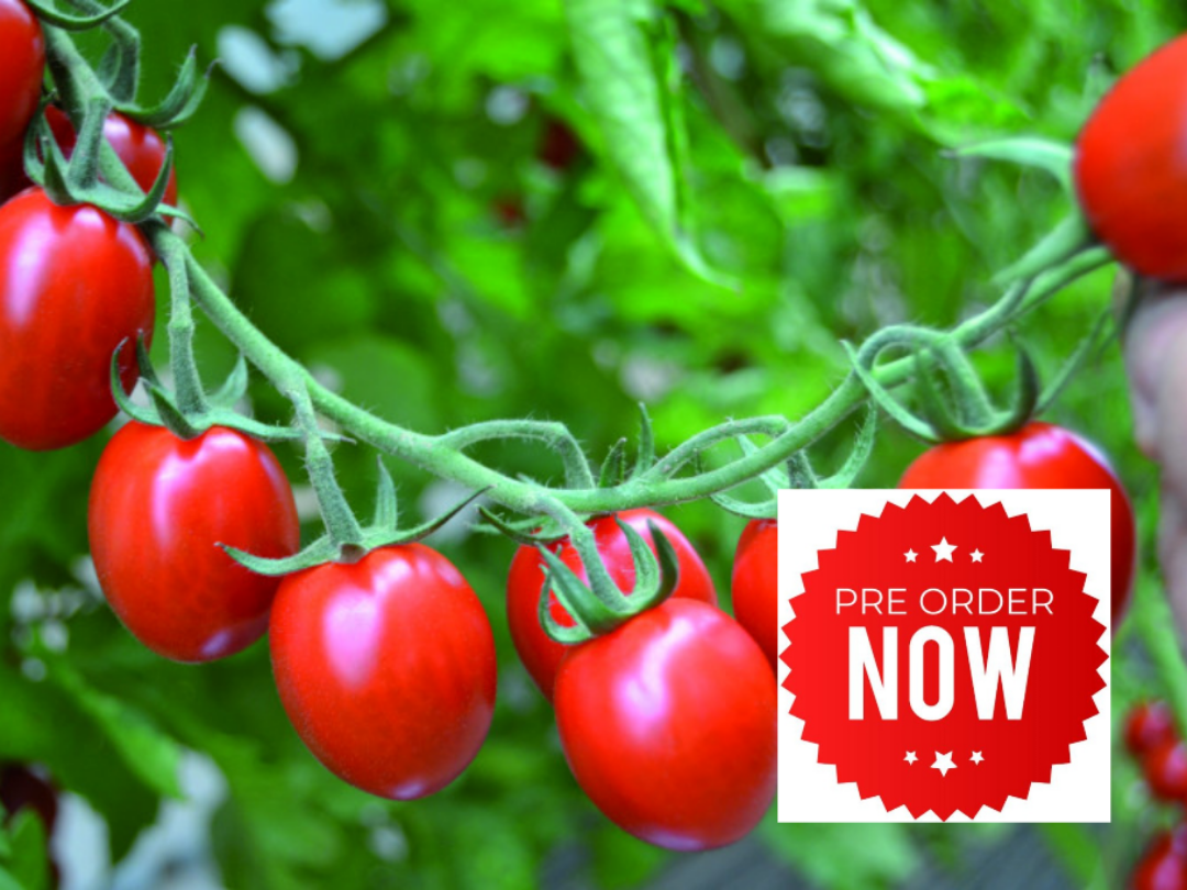 PRE-ORDER 10% OFF - Red Mini Plum Tomato Plug Plants "Grow Your Own" Fruit **Letterbox Friendly**
