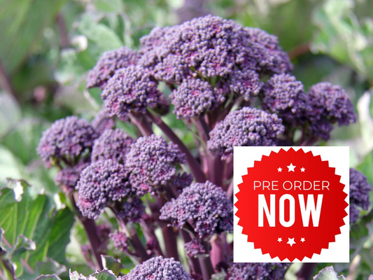 PRE-ORDER 10% OFF - Purple Sprouting Broccoli Plug Plants "Grow Your Own" Vegetables **Letterbox Friendly**