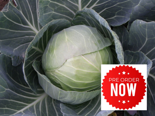 PRE-ORDER 10% OFF - Summer Cabbage Plug Plants "Grow Your Own" Vegetables **Letterbox Friendly**