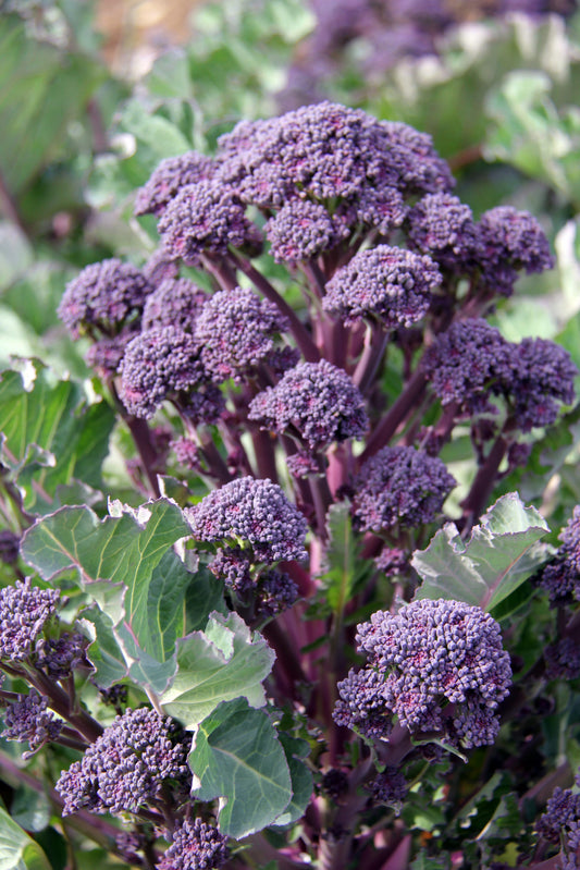 Purple Sprouting Broccoli Plug Plants "Grow Your Own" Vegetables **Letterbox Friendly**