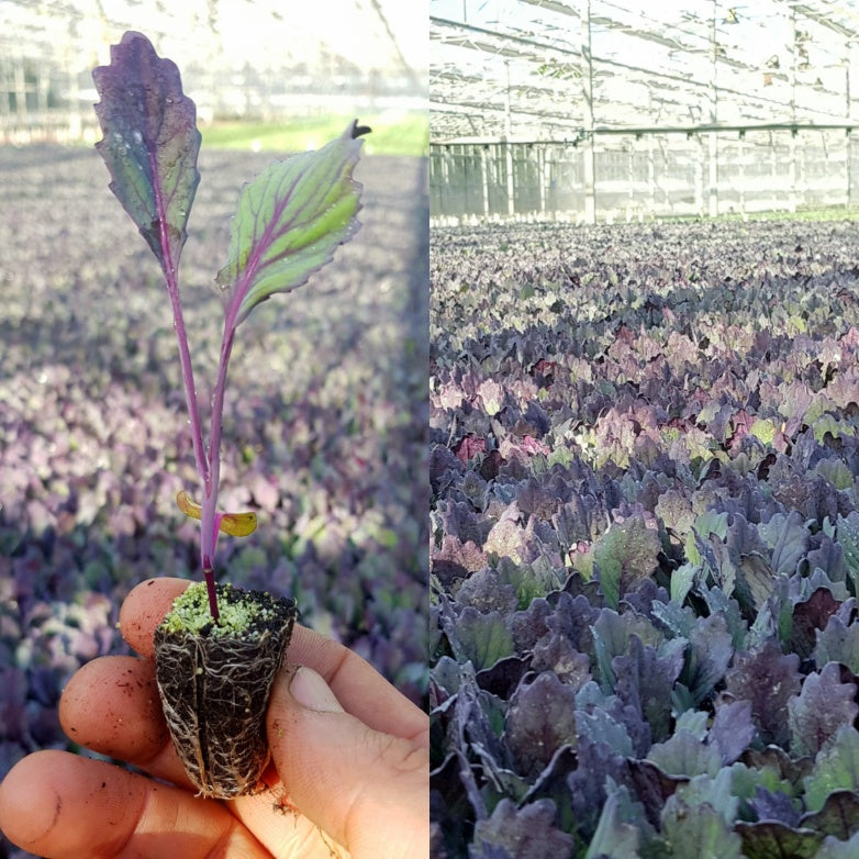 PRE-ORDER 10% OFF - Red Cabbage Plug Plants "Grow Your Own" Vegetables **Letterbox Friendly**
