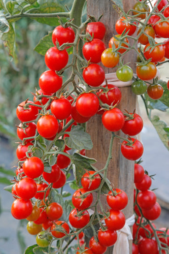Red Cherry Tomato Plug Plants "Grow Your Own" Fruit 'Ready to Plant Now' Young Vegetable Plants **Letterbox Friendly**