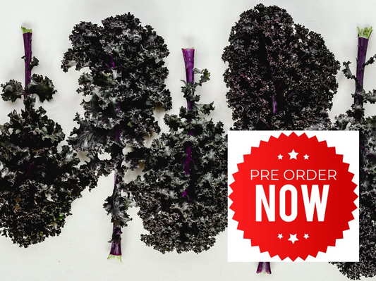 PRE-ORDER 10% OFF - Red Kale Plug Plants "Grow Your Own" Vegetables **Letterbox Friendly**