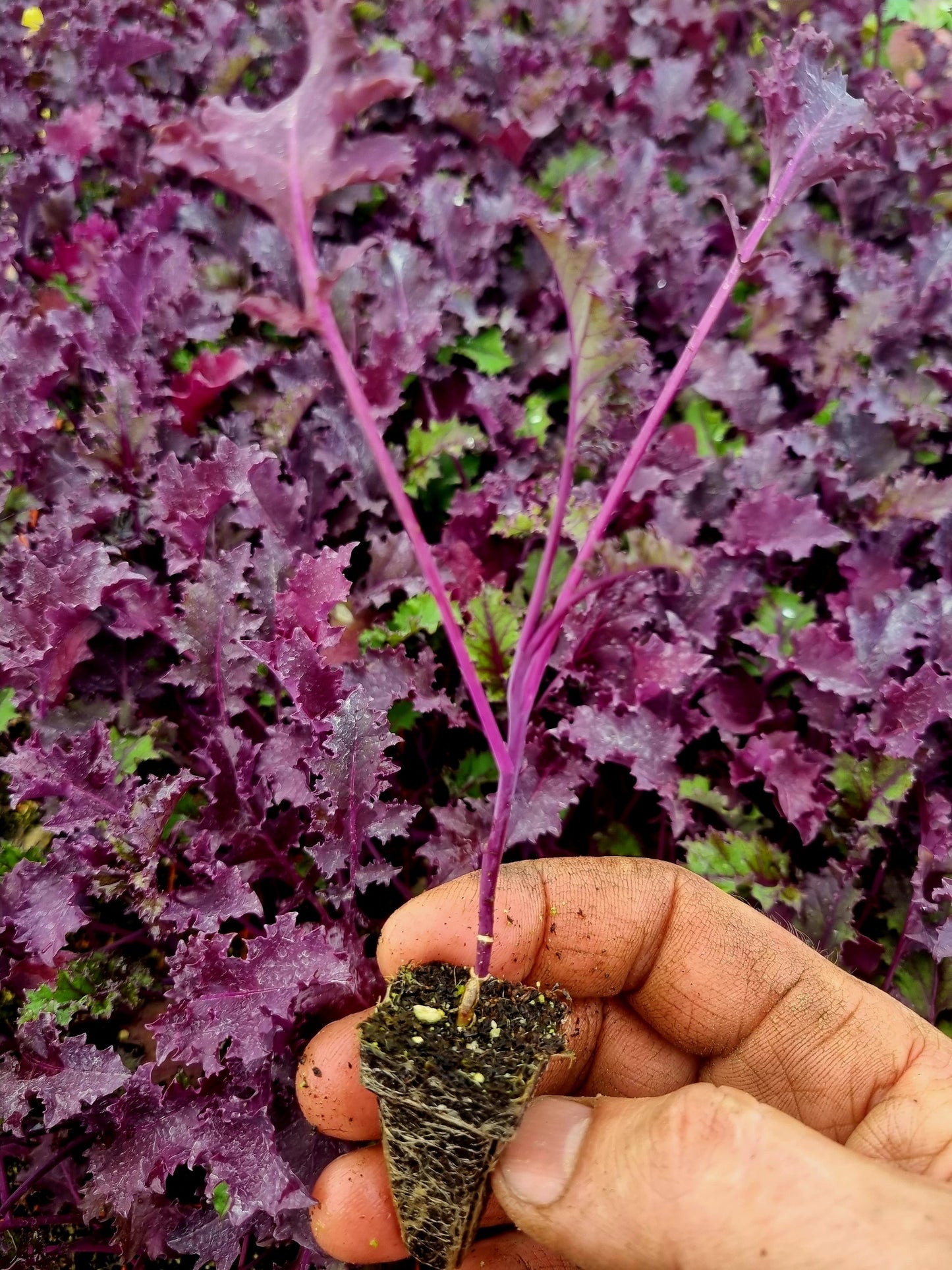 Red Kale Plug Plants "Grow Your Own" Vegetables **Letterbox Friendly**