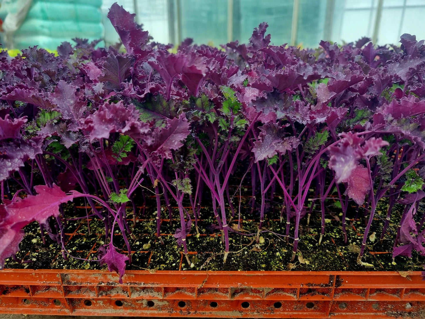 Red Kale Plug Plants "Grow Your Own" Vegetables **Letterbox Friendly**