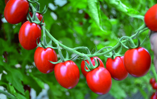 Red Mini Plum Tomato Plug Plants "Grow Your Own" Fruit 'Ready to Plant Now' Young Vegetable Plants **Letterbox Friendly**