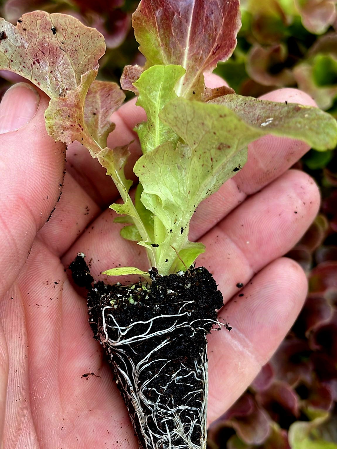 Red Oakleaf Lettuce Plug Plants "Grow Your Own" Salad 'Ready to Plant Now' Young Vegetable Plants **Letterbox Friendly**