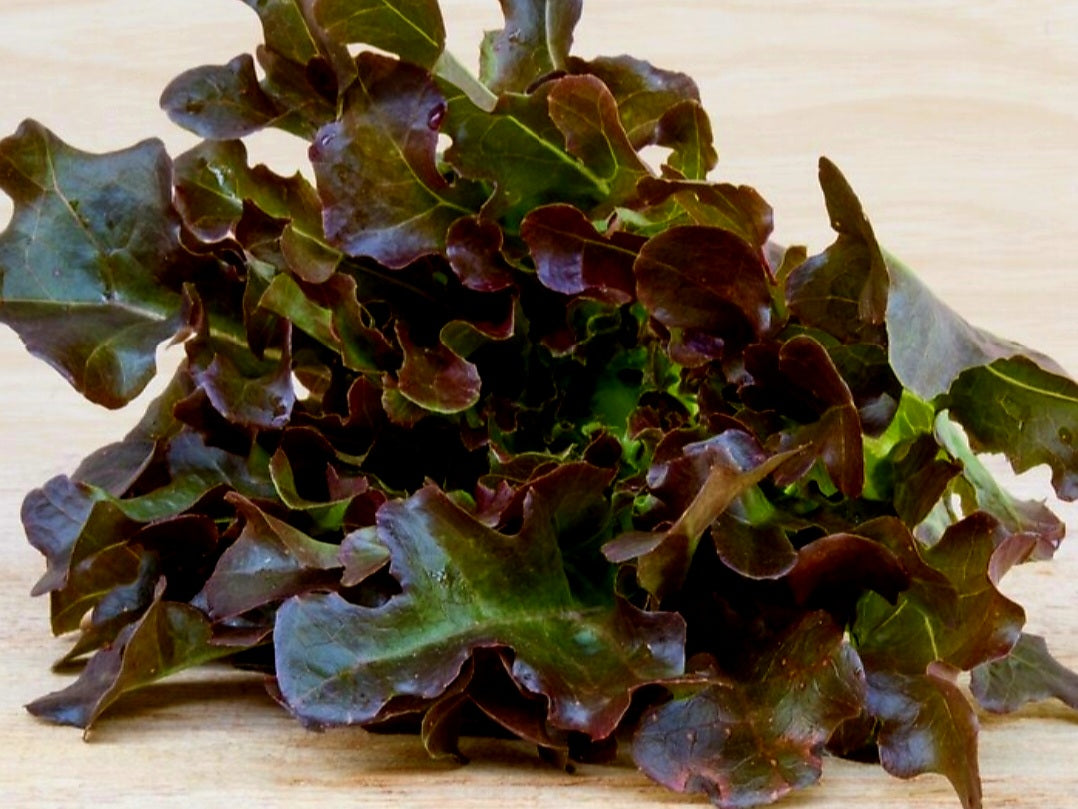 Red Oakleaf Lettuce Plug Plants "Grow Your Own" Salad 'Ready to Plant Now' Young Vegetable Plants **Letterbox Friendly**