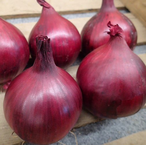 Red Onion Plug Plants "Grow Your Own" Vegetables **Letterbox Friendly**