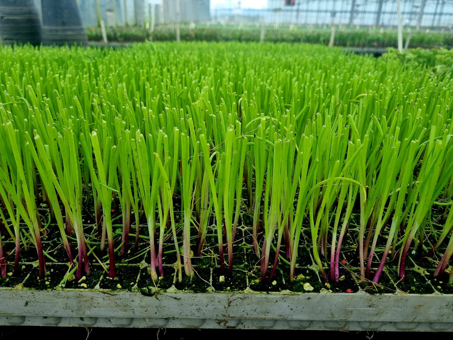 PRE-ORDER 10% OFF - Red Onion Plug Plants "Grow Your Own" Vegetables **Letterbox Friendly**