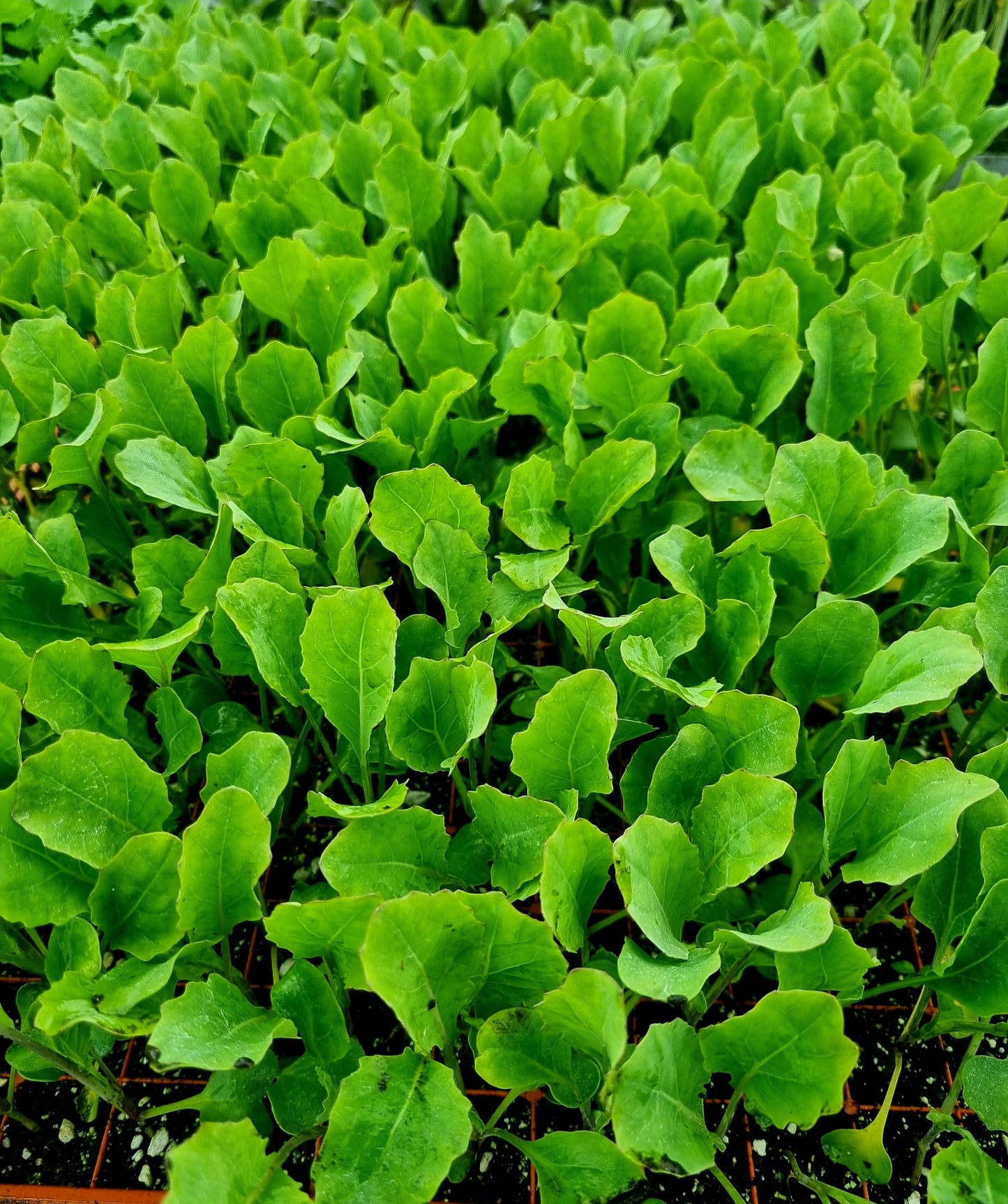 PRE-ORDER 10% OFF - Romanesco Cauliflower Plug Plants "Grow Your Own" Vegetables **Letterbox Friendly**