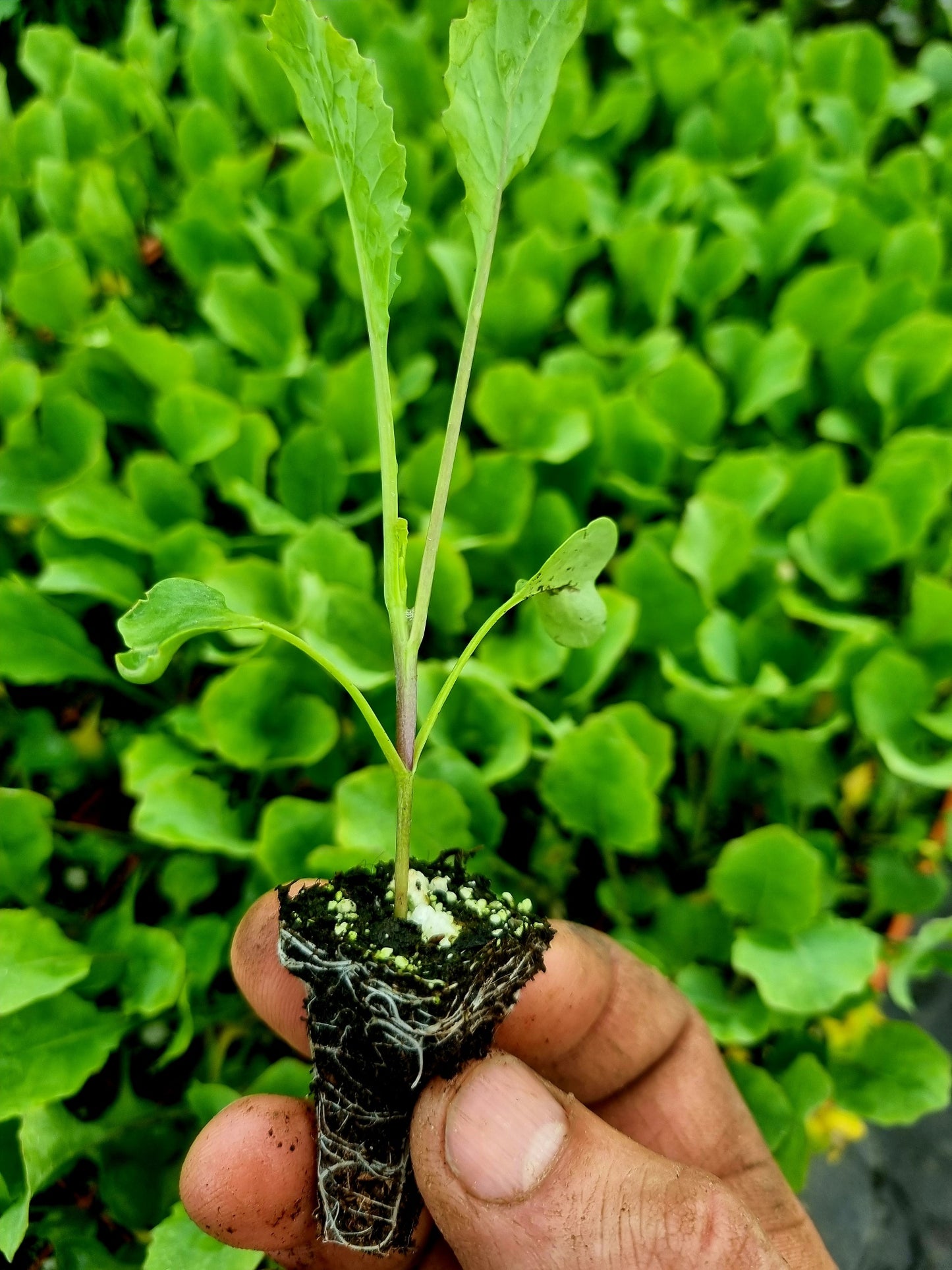 Romanesco Cauliflower Plug Plants "Grow Your Own" Vegetables 'Ready to Plant Now' Young Vegetable Plants **Letterbox Friendly**