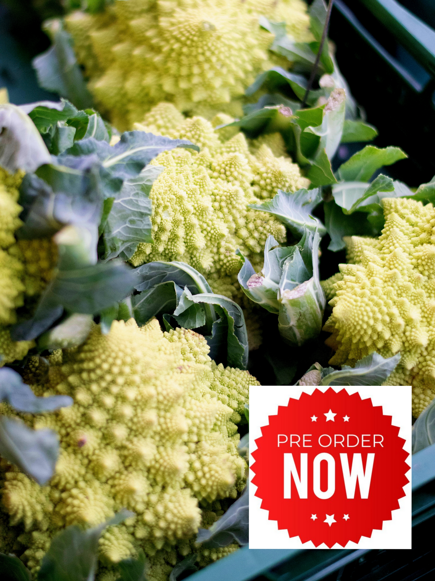 PRE-ORDER 10% OFF - Romanesco Cauliflower Plug Plants "Grow Your Own" Vegetables **Letterbox Friendly**