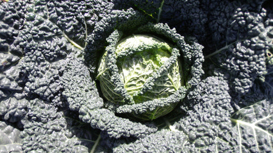 Savoy Cabbage Plug Plants - "Grow Your Own" Vegetables **Letterbox & Eco Friendly Packaging**