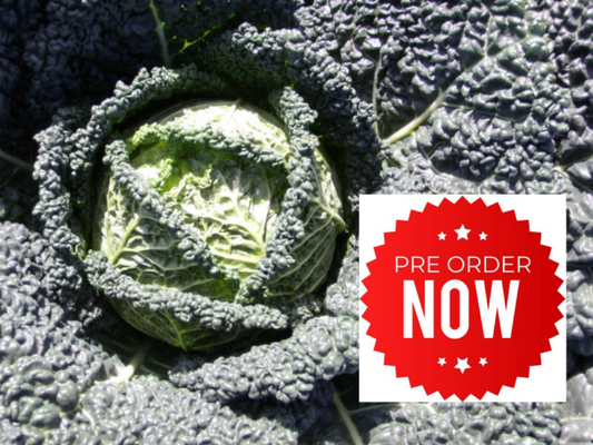 PRE-ORDER 10% OFF - Savoy Cabbage Plug Plants "Grow Your Own" Vegetables **Letterbox Friendly**