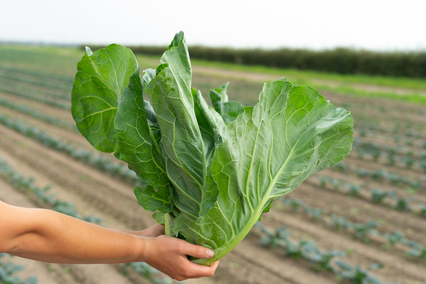 Spring Cabbage Plug Plants - "Grow Your Own" Vegetables **Letterbox Friendly**