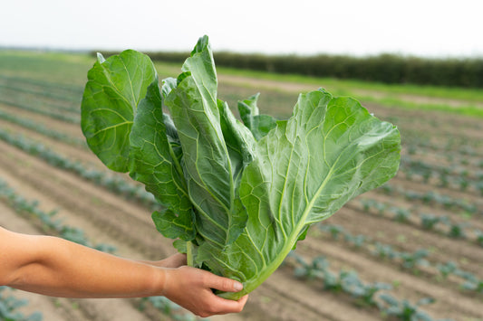 Spring Green Collard Cabbage Plug Plants - "Grow Your Own" Vegetables **Letterbox Friendly**
