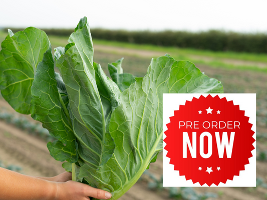 PRE-ORDER 10% OFF - Spring Greens Collard Cabbage Plug Plants "Grow Your Own" Vegetables **Letterbox Friendly**