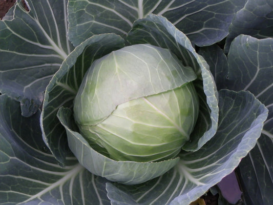 Summer Cabbage Plug Plants "Grow Your Own" Vegetables **Letterbox Friendly**