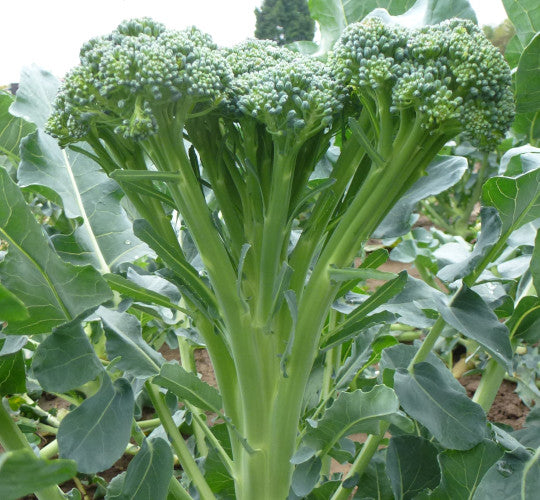 Tender Stem Broccoli Plug Plants "Grow Your Own" Vegetables **Letterbox Friendly**