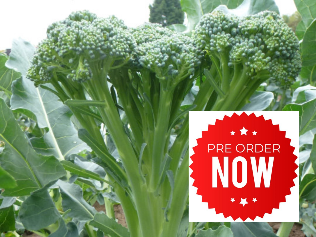 PRE-ORDER 10% OFF - Tenderstem Broccoli Plug Plants "Grow Your Own" Vegetables **Letterbox Friendly**