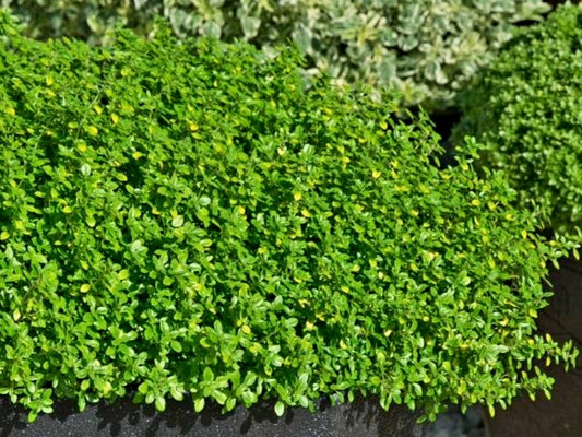 Thyme Herb Plug Plants "Grow you Own" Herbs 'Ready to Plant Now' Young Herb Plants **Letterbox Friendly**