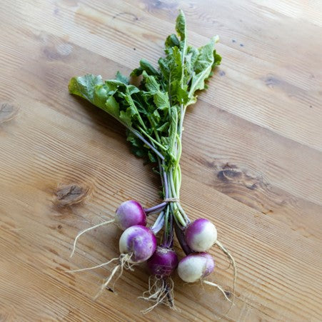 Turnip Plug Plants - "Grow Your Own" Vegetables **Letterbox Friendly**