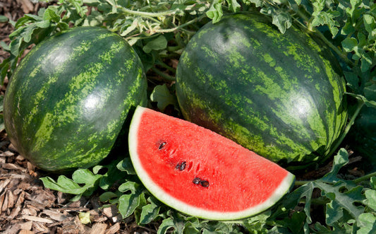 Watermelon Plug Plants "Grow Your Own" Fruit **Letterbox Friendly**