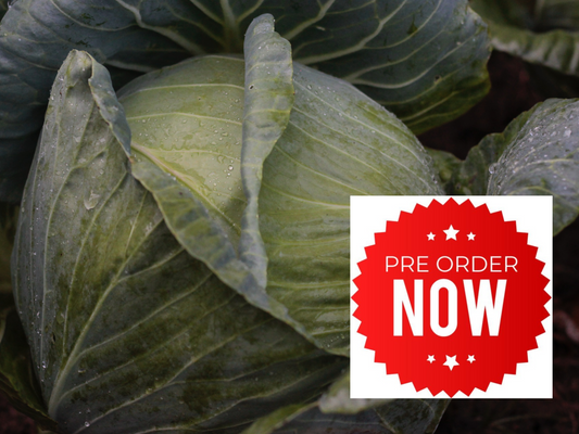 PRE-ORDER 10% OFF - White Cabbage Plug Plants "Grow Your Own" Vegetables **Letterbox Friendly**